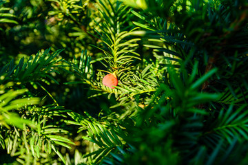 Yew tree (taxus baccata) with the ripe berries at summer