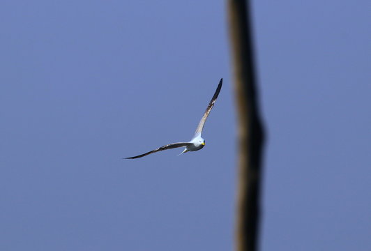 The Flypast