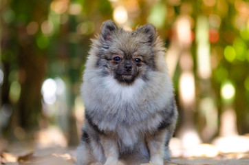 cute Pomeranian dog sit relax on ground, select focus.