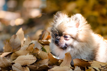 cute Pomeranian dog relax on dry leaf, select focus.