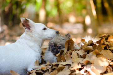 cute Pomeranian and Jack Russell dog relax on dry leaf, select focus.