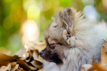 cute Pomeranian dog relax on dry leaf, select focus.