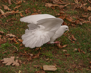 White dove on the ground with wings spread