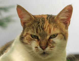 Portrait of a cat on white background