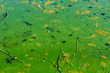 Green algae pollution on the water surface. Ecological concept