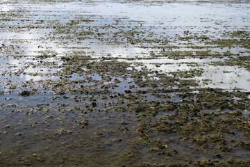 冬の朝の雨上がりの田圃風景