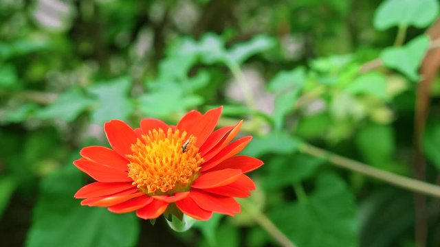 Beautiful flower background. Amazing view of bright flower blooming in the garden at the middle of sunny spring day with green leaf with 4K resolution.