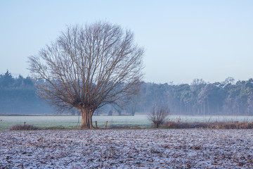 Lonely tree next to a frozen field