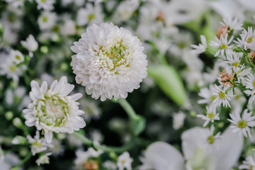 Leucaena leucocephala or White leadtree flower for Backdrop in Wedding, Thailand
