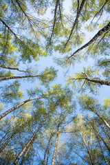 Spring trees against the sky - bottom view