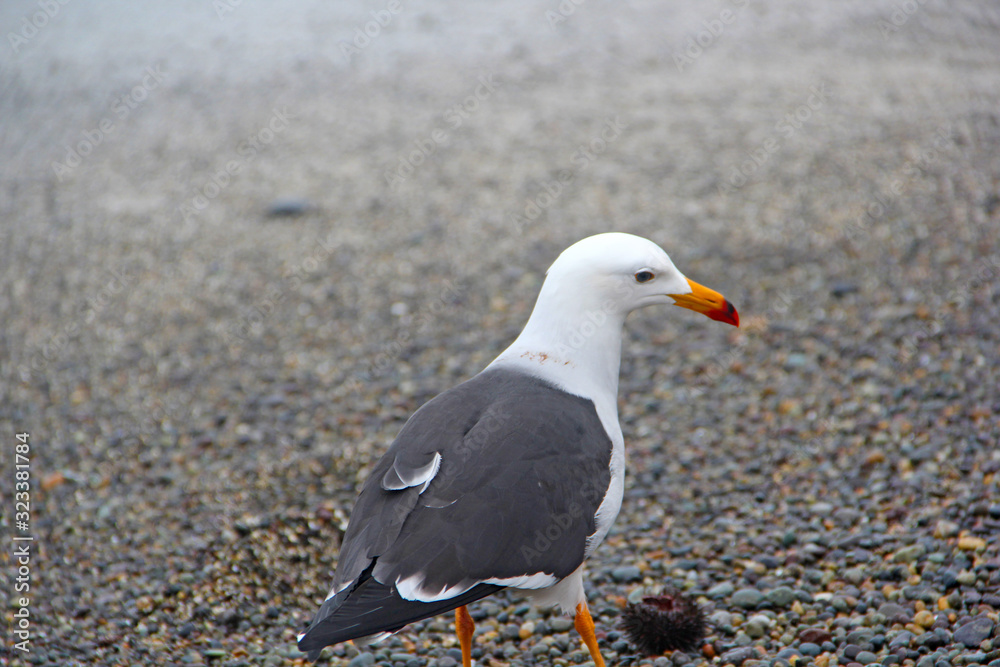 Canvas Prints seagull