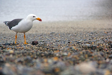 seagull