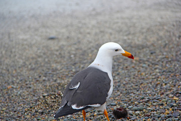 seagull