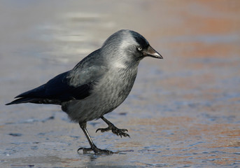 Jackdaw