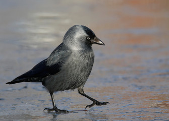 Fototapeta premium Jackdaw
