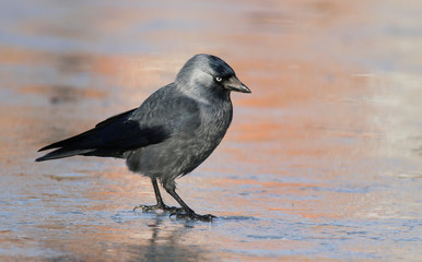 Jackdaw