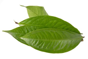 Obraz premium Fresh green water guava leaves isolated on a white background