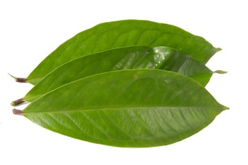 Obraz premium Fresh green water guava leaves isolated on a white background