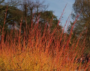 Beautiful display of cornus or dogwood winter flame