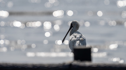 クロツラヘラサギ