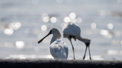 クロツラヘラサギ