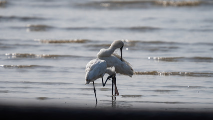クロツラヘラサギ