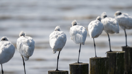 クロツラヘラサギ