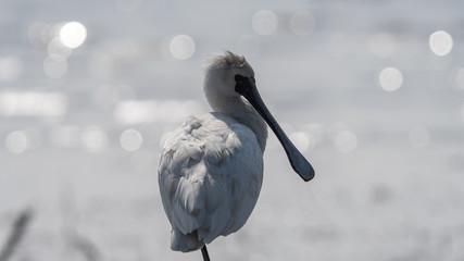 クロツラヘラサギ