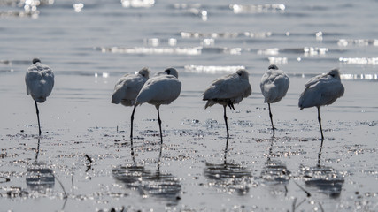 クロツラヘラサギ