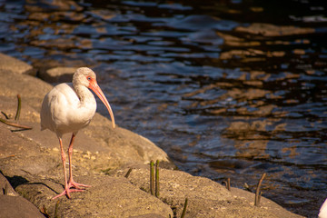 A Shot of a Male American White Ibis