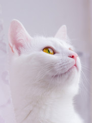 Close-up portrait of a white cat with yellow eyes looking up