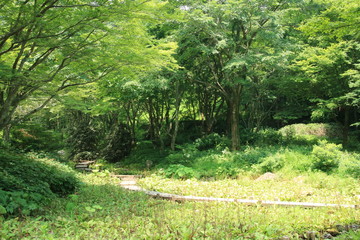 Fototapeta na wymiar 六甲高山植物園