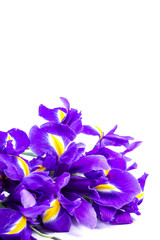 Purple irises flower bouquet on a white background