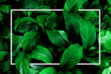 tropical leaves with white frame, abstract green leaves nature view of leaf in garden