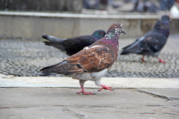 Bird