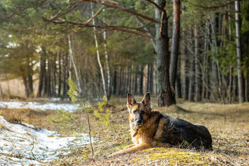 German shepherd dog basking in the sun on the outskirts of a winter forest