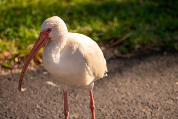 A Shot of a Male American White Ibis