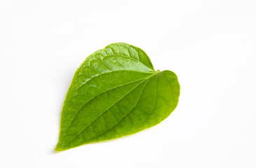 Fototapeta na wymiar Green Wildbetal Leafbush leaf isolate on white background.