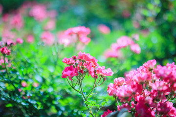 Beautiful pink roses flower in the garden