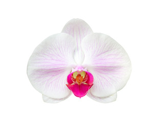 Beautiful phalaenopsis orchid flower isolated on white background