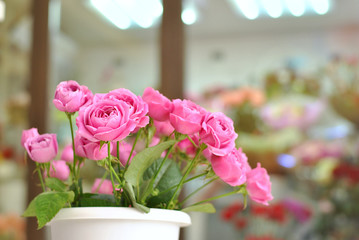 Beautiful bouquet of pink misty bubbles roses in the simple white vase pot. Floral shop concept or holiday congraulattion card. Bright colorful floristic background