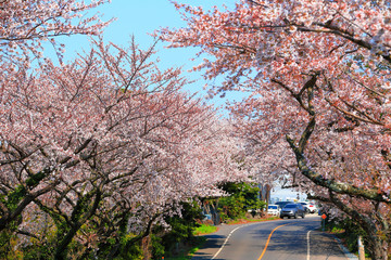 제주 농촌 마을에 피어난 아름다운 벚꽃 풍경이다.