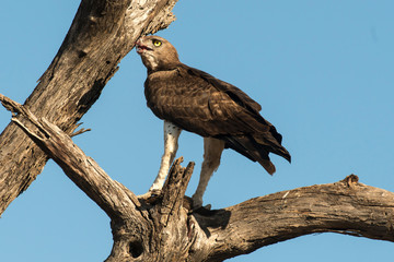 Aigle martial, Polemaetus bellicosus, Martial Eagle