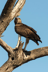 Aigle martial, Polemaetus bellicosus, Martial Eagle