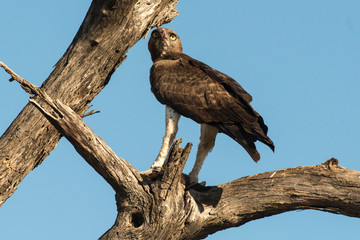 Aigle martial, Polemaetus bellicosus, Martial Eagle