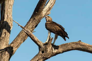 Aigle martial, Polemaetus bellicosus, Martial Eagle