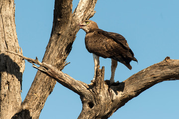 Aigle martial, Polemaetus bellicosus, Martial Eagle