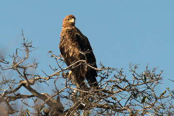 Aigle ravisseur,.Aquila rapax , Tawny Eagle