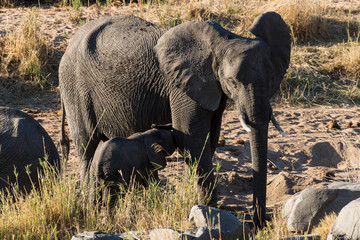 El&eacute;phant d'Afrique, Loxodonta africana, Parc national Kruger, Afrique du Sud