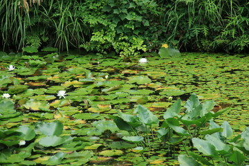 六甲高山植物園の睡蓮【8月】